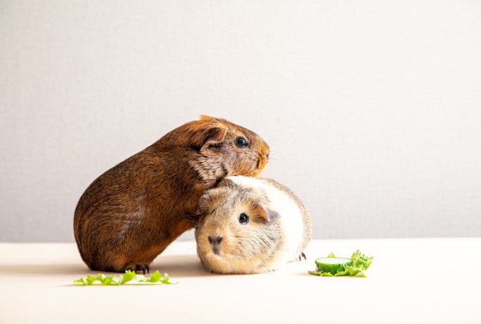 Домашние питомцы Домашние питомцы