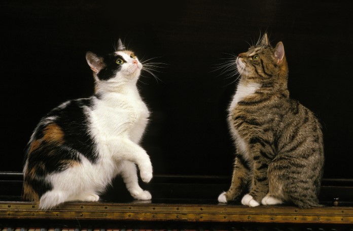 Бесплатная доска объявлений Бесплатная доска объявлений